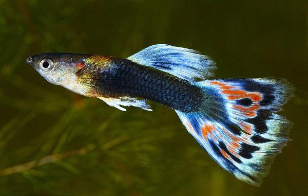十大最受歡迎的觀賞魚排名，養(yǎng)殖這些魚不會吃虧