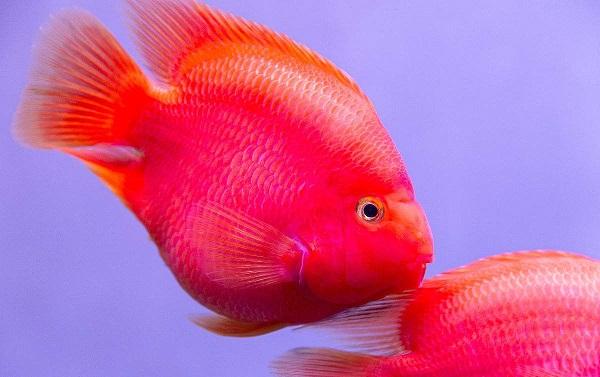 十大最受歡迎的觀賞魚排名，養(yǎng)殖這些魚不會吃虧