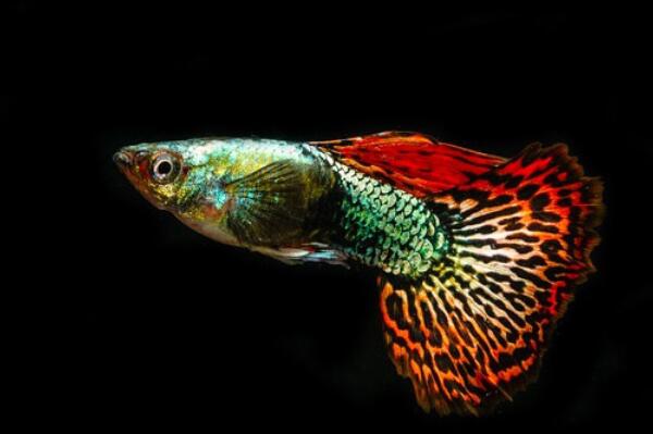 十大最漂亮的觀賞魚排行榜,金魚上榜，第二被稱為水中活寶石