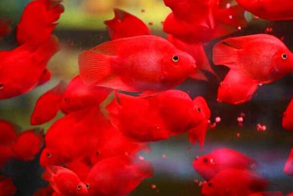 觀賞小型肉食魚有哪些_十大肉食小型觀賞魚_小型肉食魚類