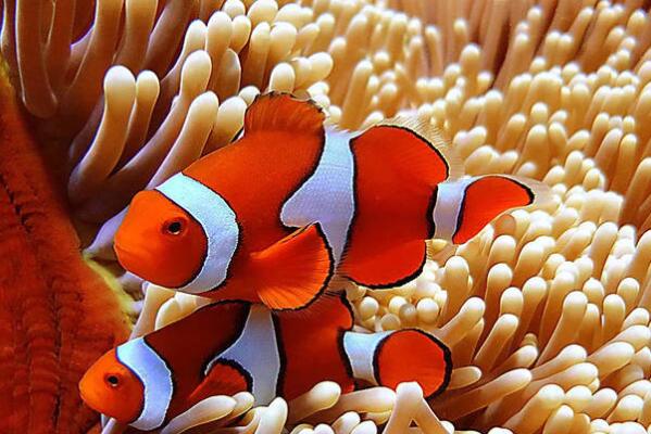 觀賞小型肉食魚有哪些_十大肉食小型觀賞魚_小型肉食魚類