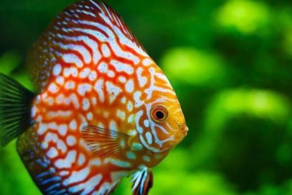 觀賞小型肉食魚有哪些_十大肉食小型觀賞魚_小型肉食魚類