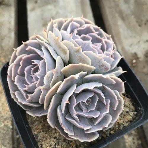 多肉小球玫瑰_多肉小球玫瑰徒長了怎么辦_多肉植物小球玫瑰