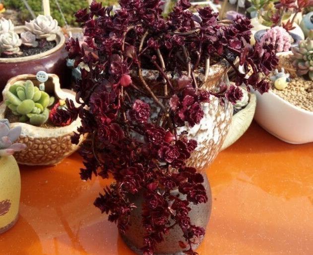 多肉小球玫瑰徒長了怎么辦_多肉植物小球玫瑰_多肉小球玫瑰