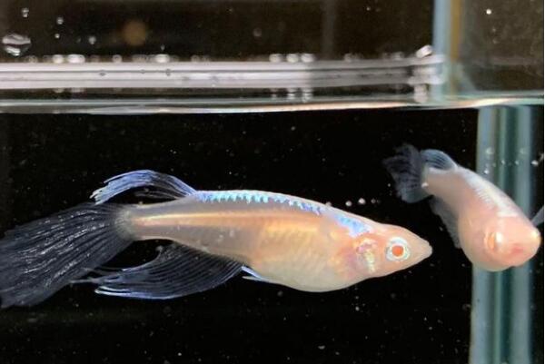 十大肉食小型觀賞魚_十大肉食小型觀賞魚_十大肉食小型觀賞魚