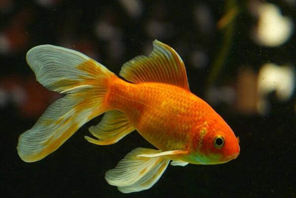 十大肉食小型觀賞魚_十大肉食小型觀賞魚_十大肉食小型觀賞魚