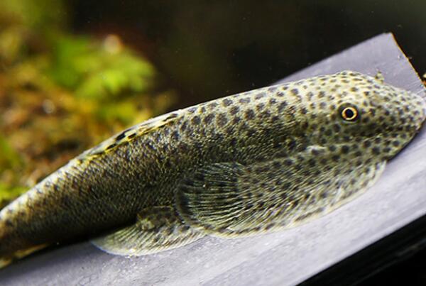 十大肉食小型觀賞魚_十大肉食小型觀賞魚_十大肉食小型觀賞魚