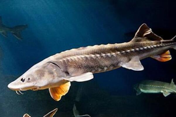 十大肉食小型觀賞魚_十大肉食小型觀賞魚_十大肉食小型觀賞魚