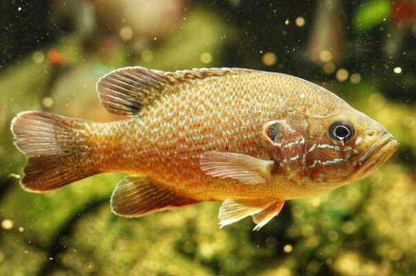 十大肉食小型觀賞魚_十大肉食小型觀賞魚_十大肉食小型觀賞魚