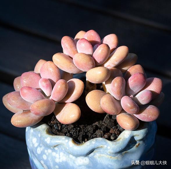 這36種多肉植物，圖片一個比一個驚艷！趕緊在家養起來吧