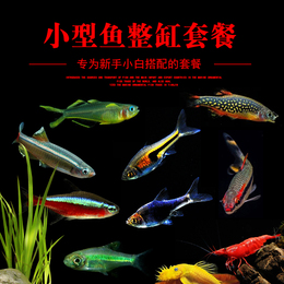 群游熱帶魚活體 小型 觀賞魚品牌店鋪