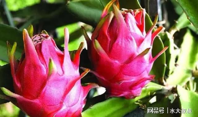 狗可以吃火龍果嗎_狗可以吃火龍果的功效與作用_果狗吃火龍可以驅蟲嗎