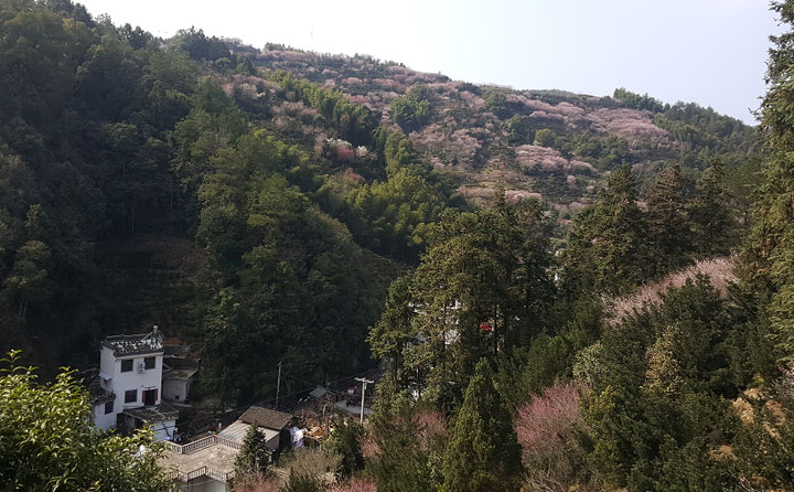 自駕去黃山旅游攻略_黃山自駕游最佳路線_黃山自駕攻略旅游去哪里好玩