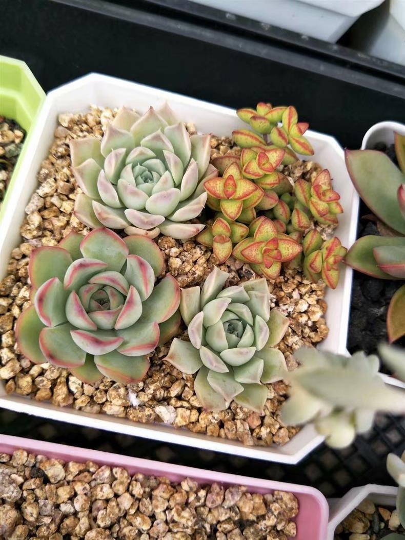 多肉長的氣根_多肉長氣根怎樣處理_多肉的氣根用不用去除