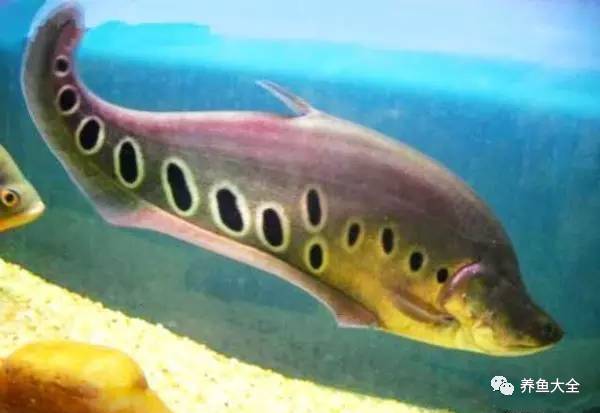 上層觀賞魚有哪些淡水魚_上層觀賞魚_上層觀賞魚有哪幾種魚