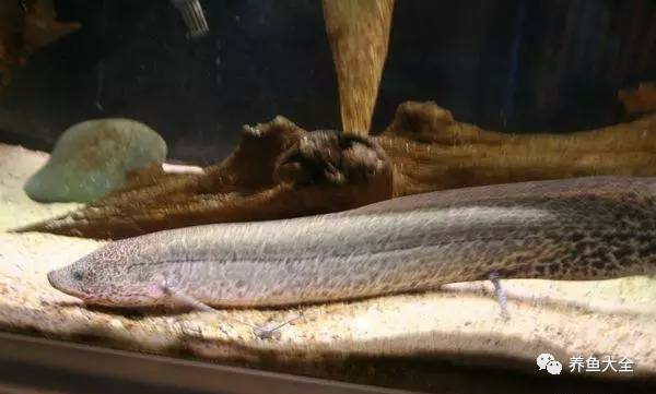 上層觀賞魚_上層觀賞魚有哪幾種魚_上層觀賞魚有哪些淡水魚