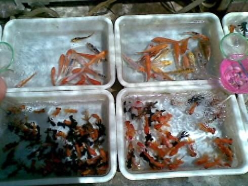 一位不懂觀賞魚的朋友，擺地攤賣魚會是什么下場？