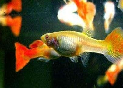 最近的觀賞魚店_觀賞魚附近地址_附近觀賞魚店在哪里