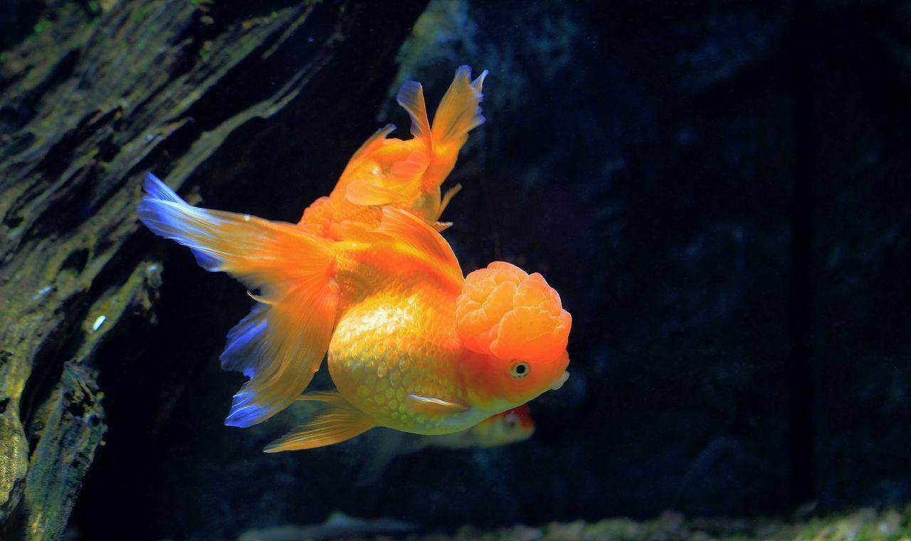 想養魚又不想用加熱棒，你可以選擇這些魚（含部分熱帶魚）