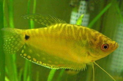 不需要加熱棒的觀賞魚_觀賞棒加熱魚需要加水嗎_觀賞棒加熱魚需要加熱棒嗎