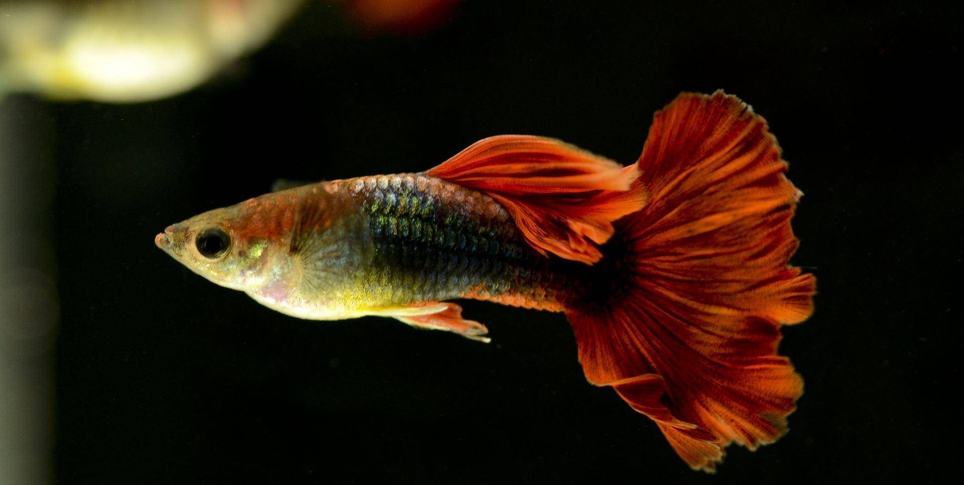 觀賞棒加熱魚需要加水嗎_不需要加熱棒的觀賞魚_觀賞棒加熱魚需要加熱棒嗎