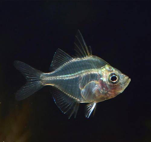 觀賞棒加熱魚需要加熱棒嗎_不需要加熱棒的觀賞魚_觀賞棒加熱魚需要加水嗎