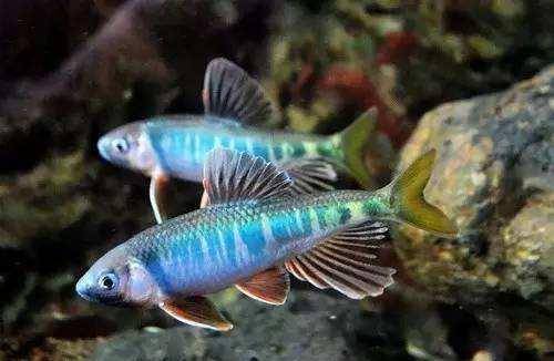 觀賞棒加熱魚需要加水嗎_不需要加熱棒的觀賞魚_觀賞棒加熱魚需要加熱棒嗎