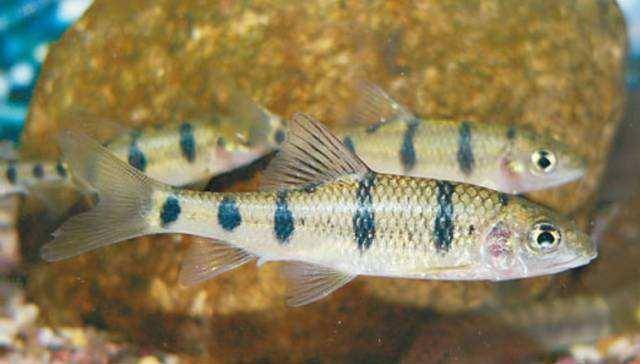 不需要加熱棒的觀賞魚_觀賞棒加熱魚需要加熱棒嗎_觀賞棒加熱魚需要加水嗎