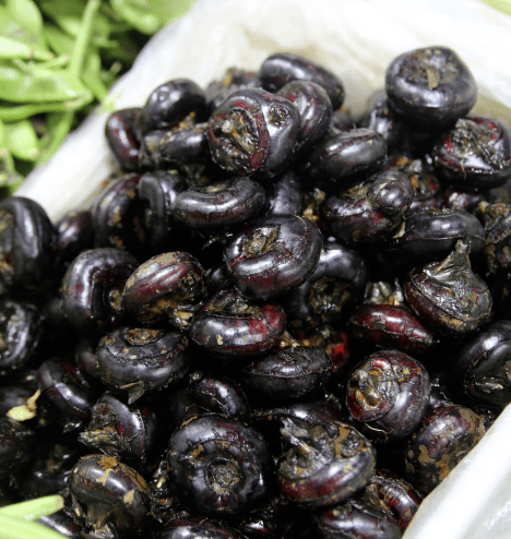 杭州市觀賞魚批發(fā)市場_杭州賣魚的市場_杭州觀賞魚批發(fā)市場