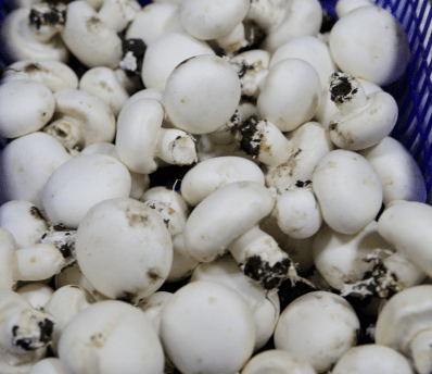 杭州市觀賞魚批發(fā)市場_杭州觀賞魚批發(fā)市場_杭州賣魚的市場