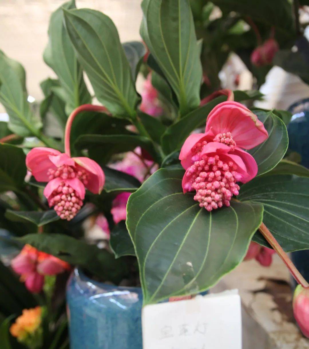 杭州賣魚的市場_杭州市觀賞魚批發(fā)市場_杭州觀賞魚批發(fā)市場