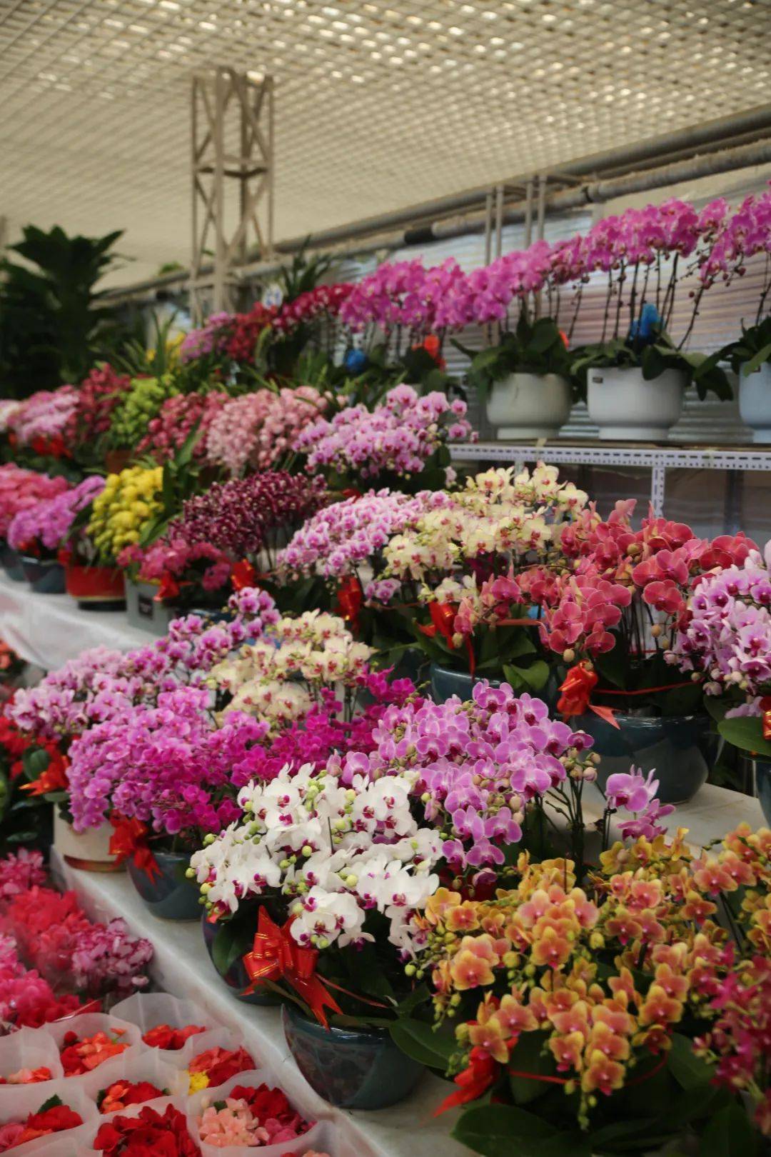 杭州觀賞魚批發(fā)市場_杭州賣魚的市場_杭州市觀賞魚批發(fā)市場