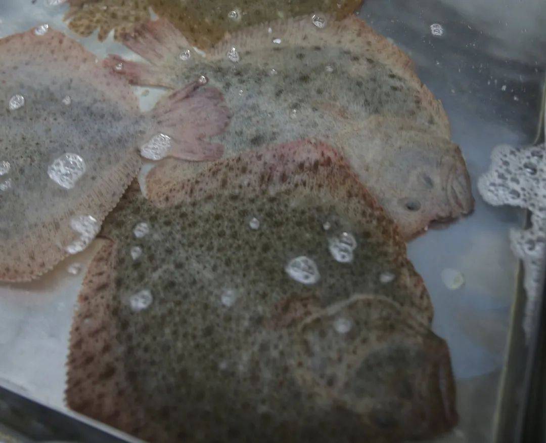 杭州市觀賞魚批發(fā)市場_杭州觀賞魚批發(fā)市場_杭州賣魚的市場