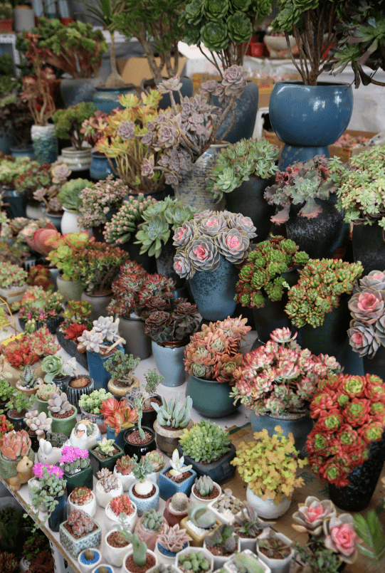 杭州觀賞魚批發(fā)市場_杭州賣魚的市場_杭州市觀賞魚批發(fā)市場