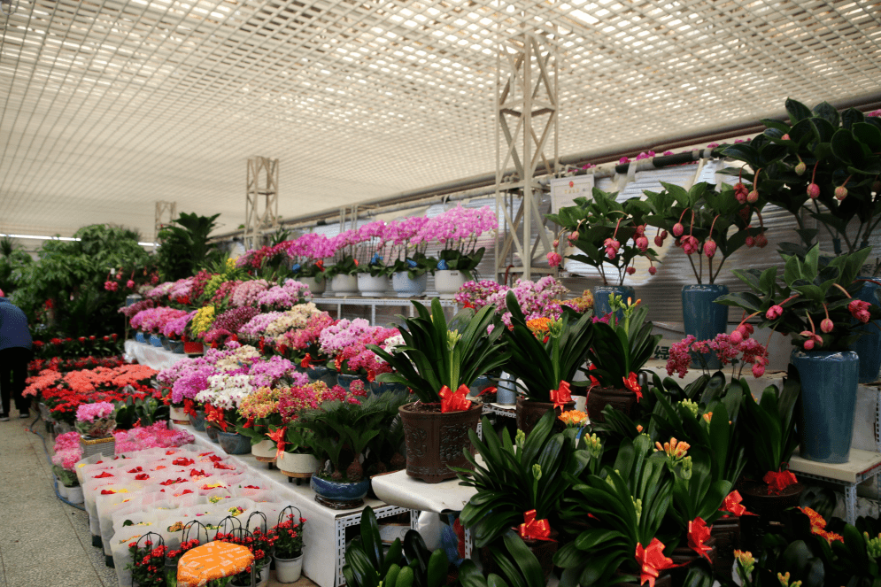 杭州觀賞魚批發(fā)市場_杭州市觀賞魚批發(fā)市場_杭州賣魚的市場