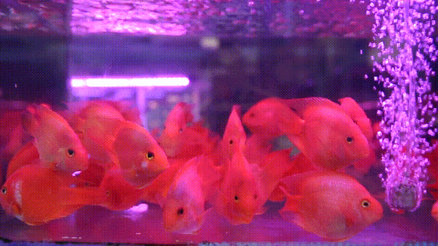 杭州市觀賞魚批發(fā)市場_杭州觀賞魚批發(fā)市場_杭州賣魚的市場