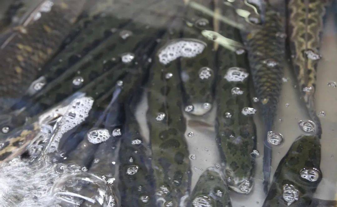 杭州觀賞魚批發(fā)市場_杭州賣魚的市場_杭州市觀賞魚批發(fā)市場