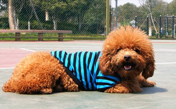 哈士奇小狗多少錢一只_狗哈士奇的品種介紹_小狗哈士奇視頻