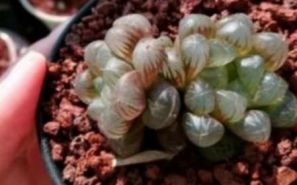 養(yǎng)多肉的壞處