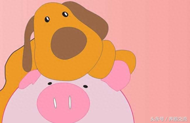 龍女狗男婚配好不好_龍女狗男婚姻怎樣_男龍女狗婚姻是否相配好不好