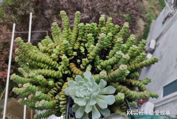 最好養(yǎng)的多肉，插在土里就能活，一根枝繁殖10棵，15天生根