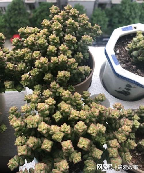 多肉錢(qián)串串怎么繁殖_多肉錢(qián)串怎么繁殖_串錢(qián)多肉怎樣扦插