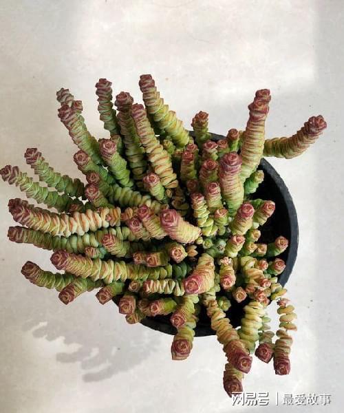 多肉錢(qián)串怎么繁殖_多肉錢(qián)串串怎么繁殖_串錢(qián)多肉怎樣扦插