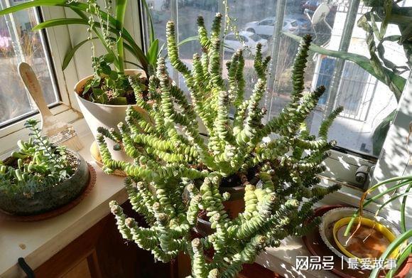 串錢(qián)多肉怎樣扦插_多肉錢(qián)串怎么繁殖_多肉錢(qián)串串怎么繁殖