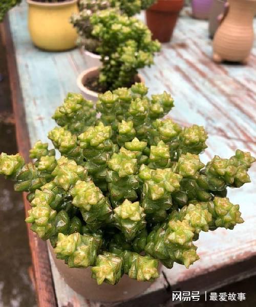 多肉錢(qián)串串怎么繁殖_多肉錢(qián)串怎么繁殖_串錢(qián)多肉怎樣扦插