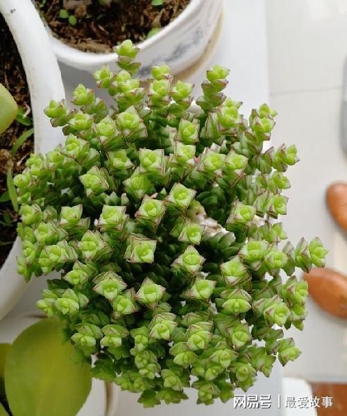 多肉錢(qián)串怎么繁殖_多肉錢(qián)串串怎么繁殖_串錢(qián)多肉怎樣扦插