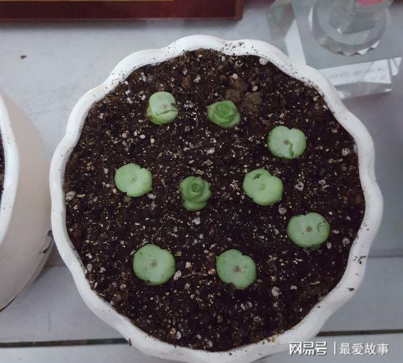 多肉錢(qián)串怎么繁殖_串錢(qián)多肉怎樣扦插_多肉錢(qián)串串怎么繁殖