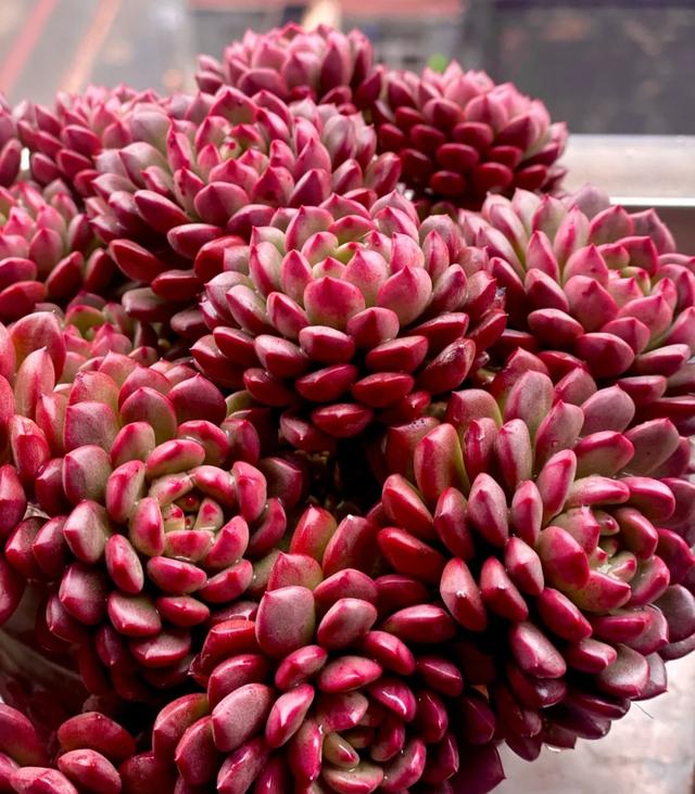 那些美出天際的多肉，既漂亮又好養，治愈心靈第一名