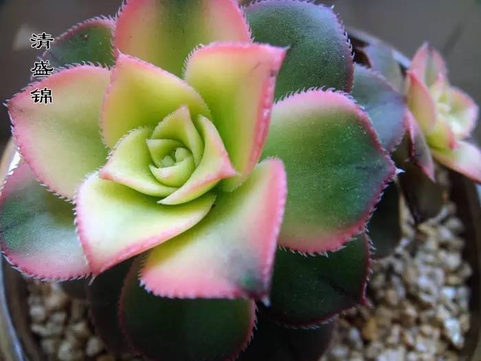 多肉錢串怎么繁殖_串錢多肉怎樣扦插_多肉串錢的種植方法