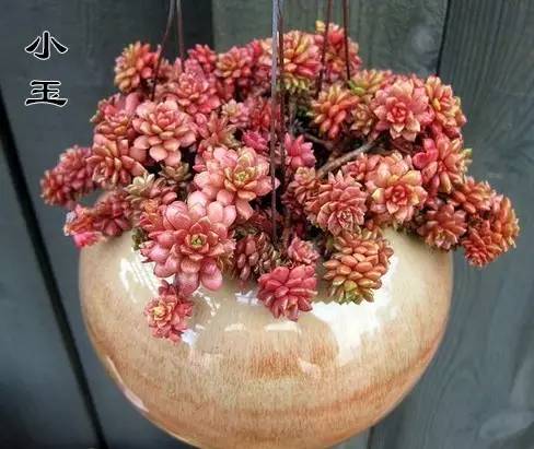 多肉串錢的種植方法_串錢多肉怎樣扦插_多肉錢串怎么繁殖